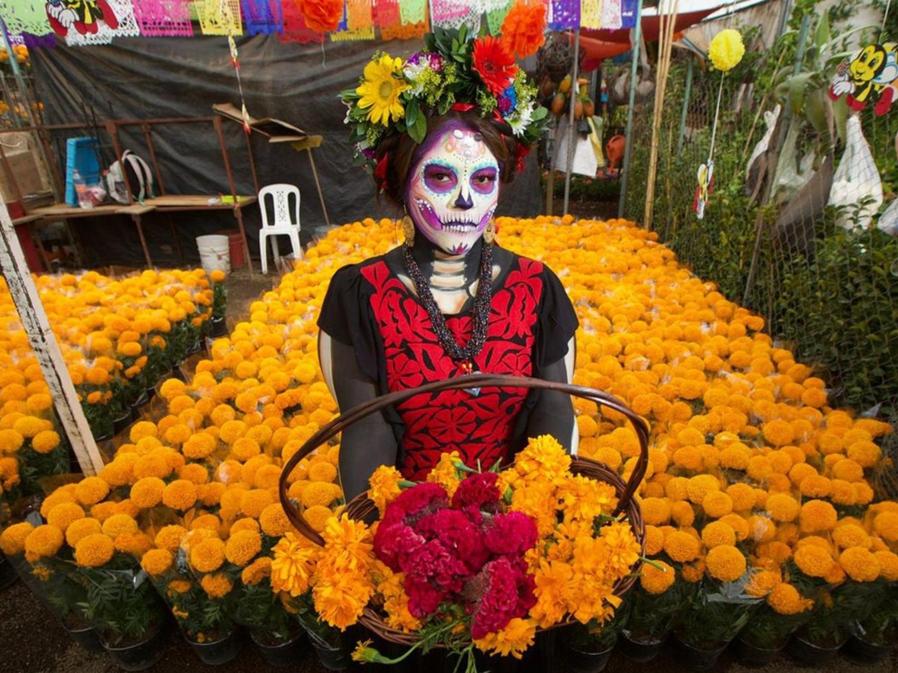 Día de Muertos: Producción de flor de cempasúchil aumentó %, según la  Sader | Hoy Dinero Lo de hoy